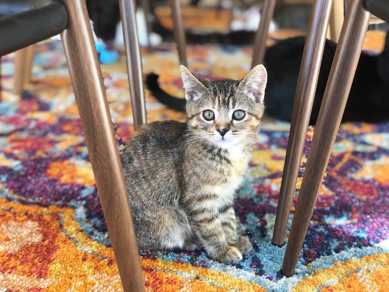 The Cat Lounge Rescue and Adoption Center