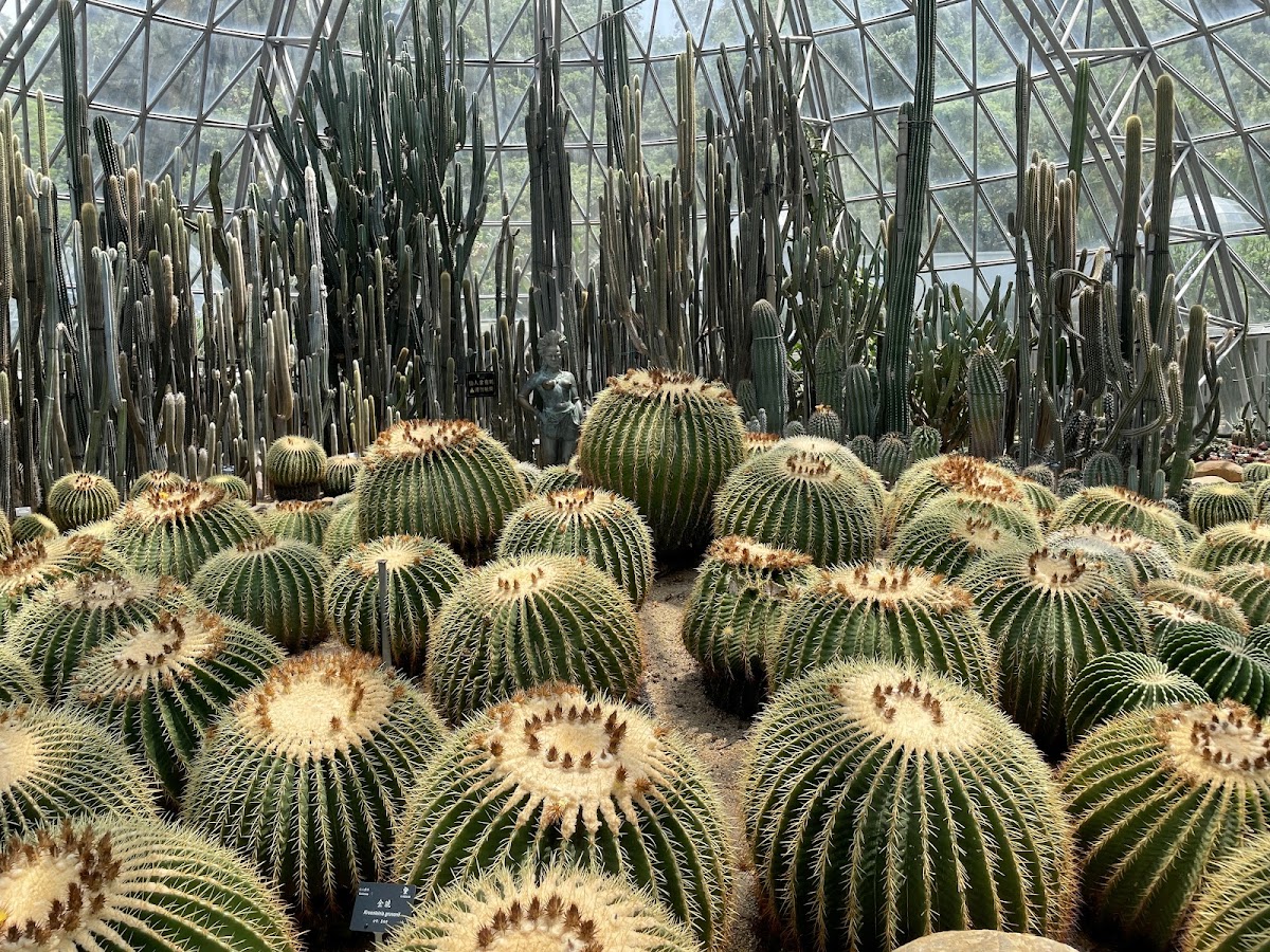 Desert Plant Floras