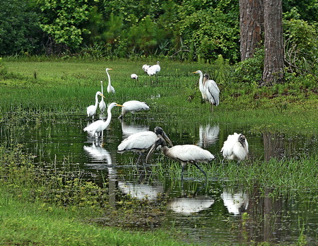 The Club at Pelican Bay