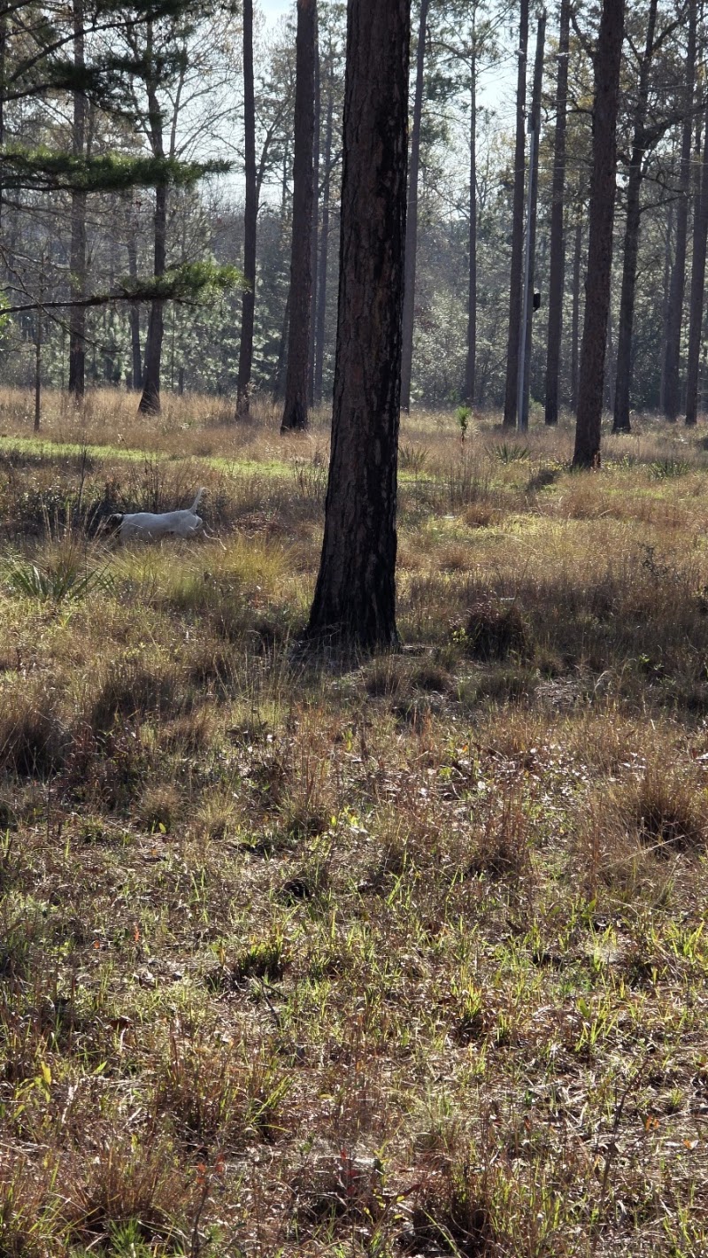 Southwind Plantation photo