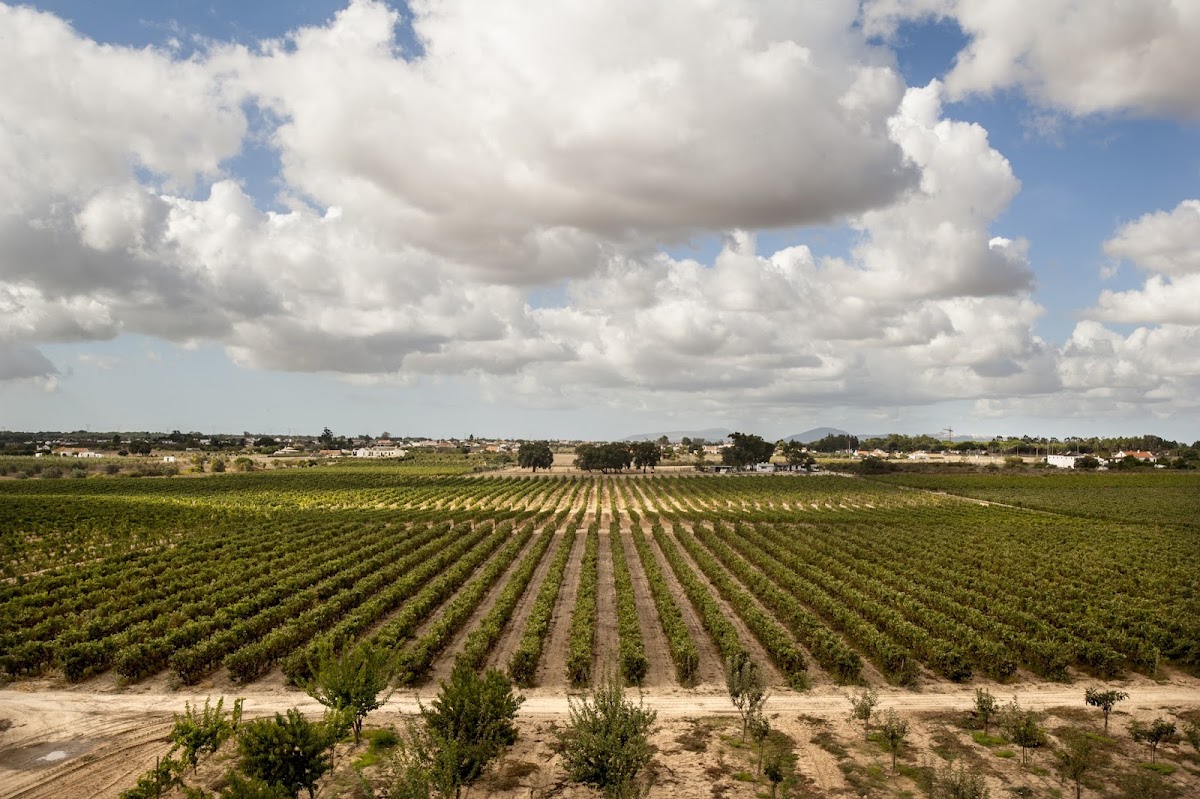 Filipe Palhoça Vinhos