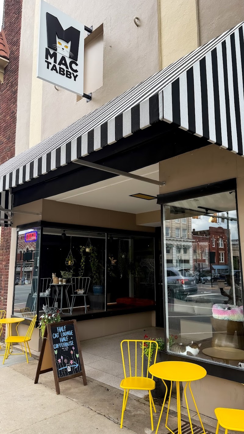 Mac Tabby Cat Cafe - Salisbury photo 4