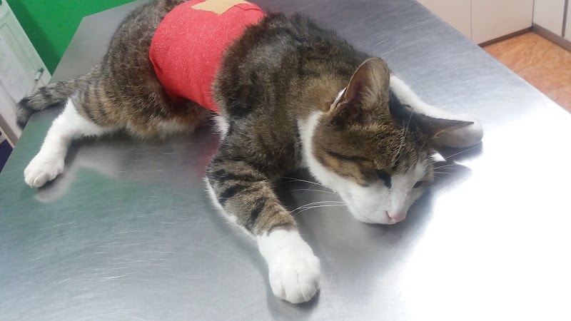 Clínica Veterinaria Galizano