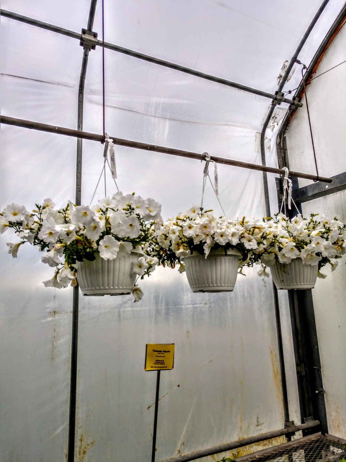 Pletschers Greenhouse: Google Places image 5