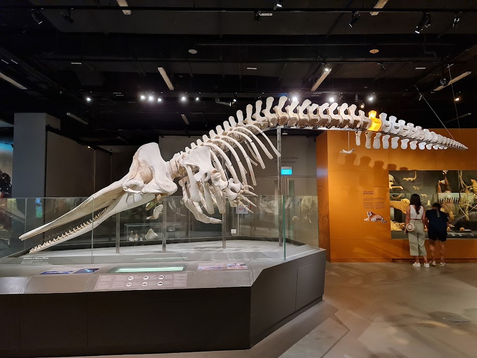 Lee Kong Chian Natural History Museum, Singapore fotoğraf 1
