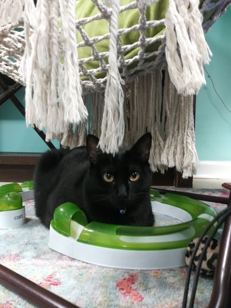 Purrmaid Cafe & Adoption Center