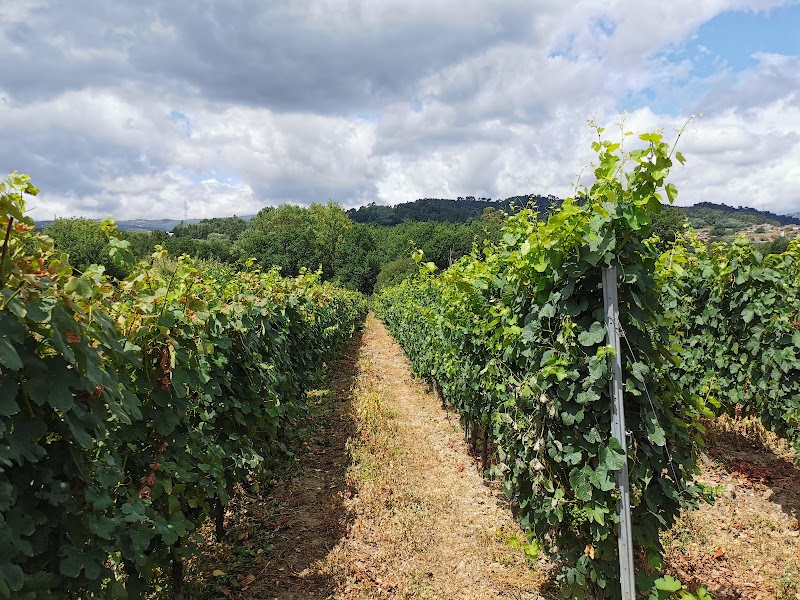 Adegas Laudes photo 1