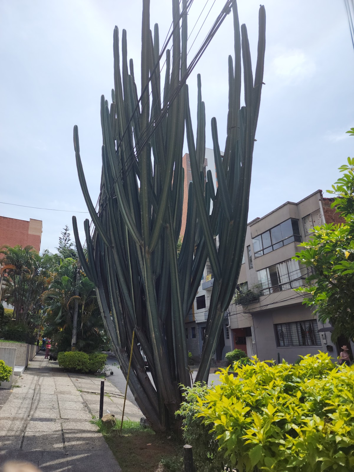 Laureles