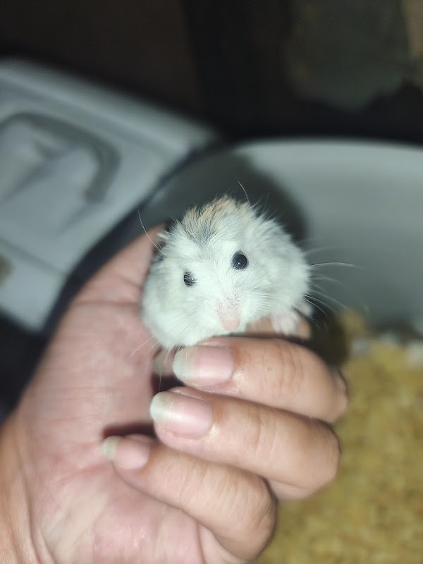 LEI Hamstery . 1630