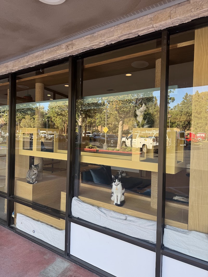 Purrrlandia Cat Lounge & Cafe