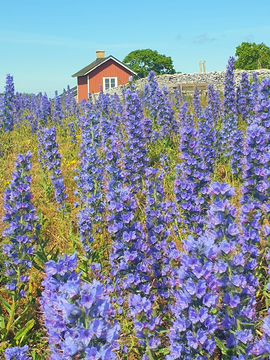 Agneta Bäckström