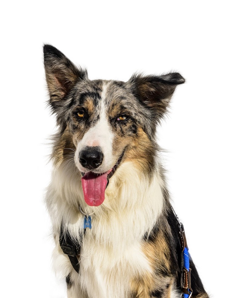 Clínica Veterinaria Gómez Llorente