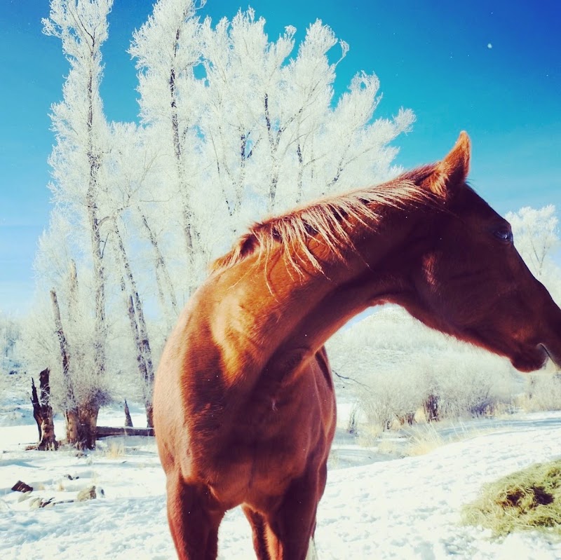 Drowsy Water Ranch - Photo 5