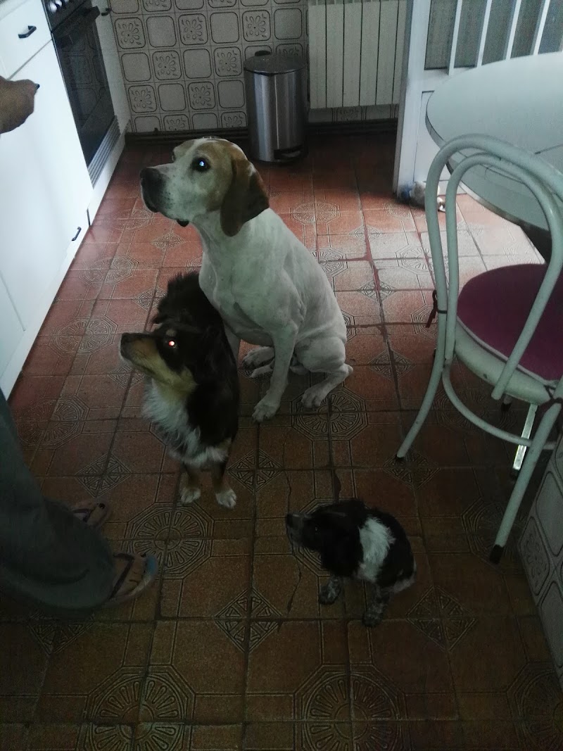 Clínica Veterinaria Cuéllar