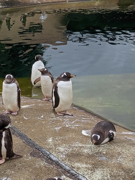Penguins Rock