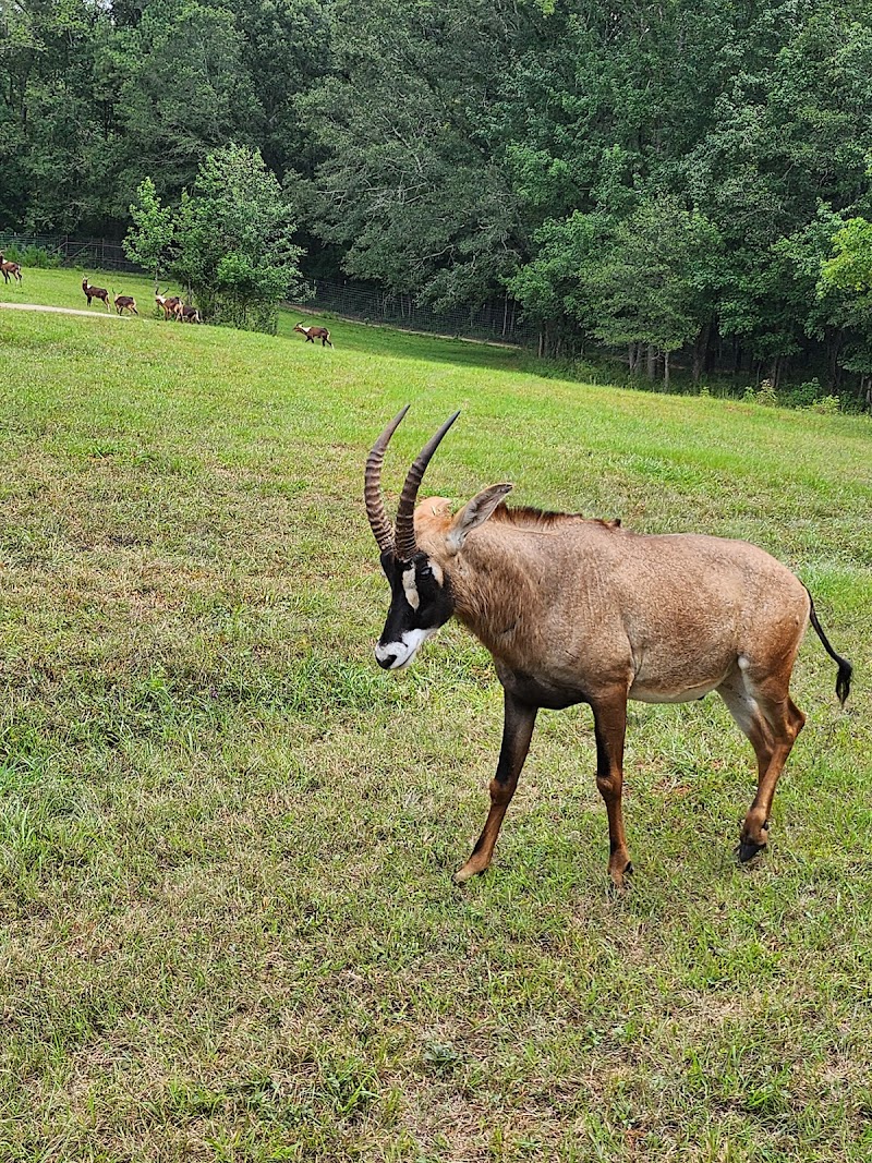 Georgia Safari Conservation Park - Photo 4