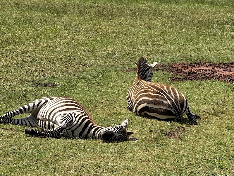 Georgia Safari Conservation Park - Photo 1