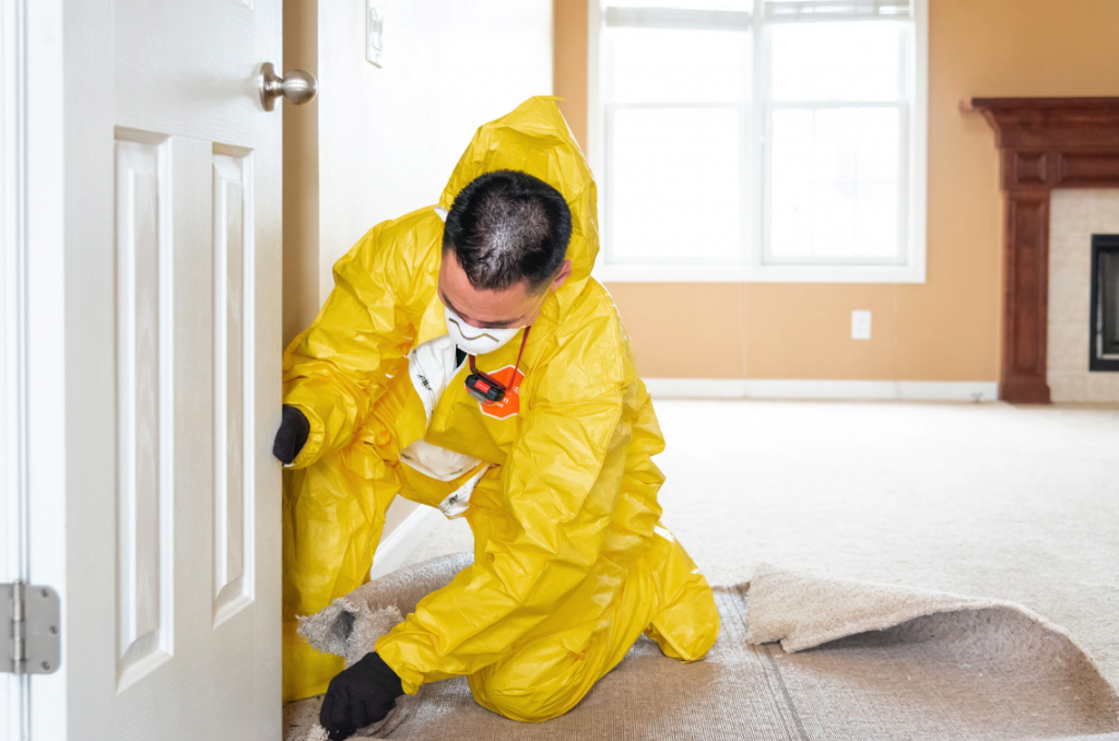 The Mold Removers, LLC — photo