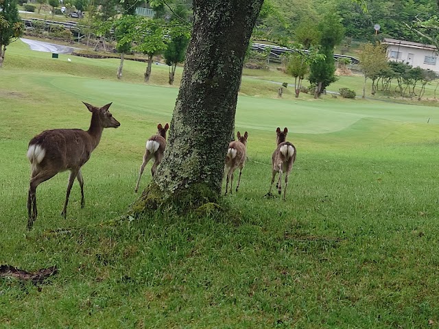 Taikōtan Country Club - Photo 4