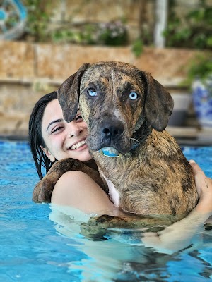 רוני אוהב ציון - אילוף / טיפוח / פנסיון לכלבים