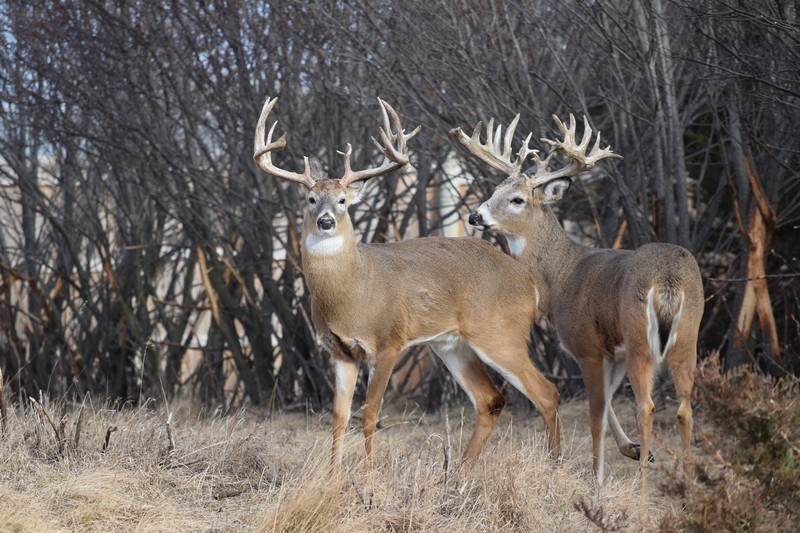 Sodak Prairie Acres