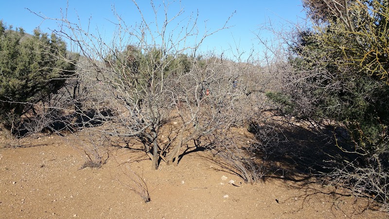 Bisbee Seniors Association photo 3