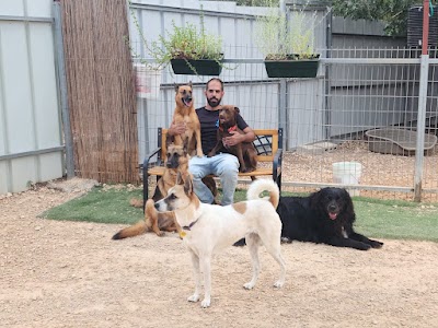 שלום לכלב- פנסיון ואילוף כלבים