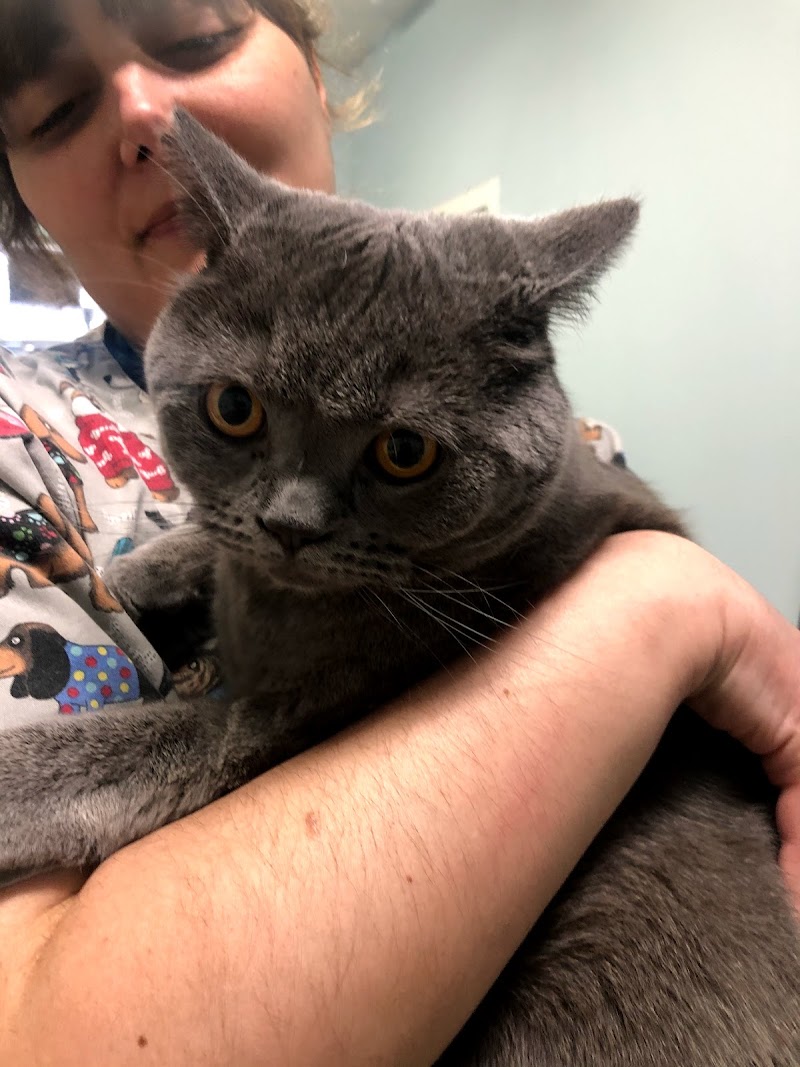 Mascovet Lugo photo 5