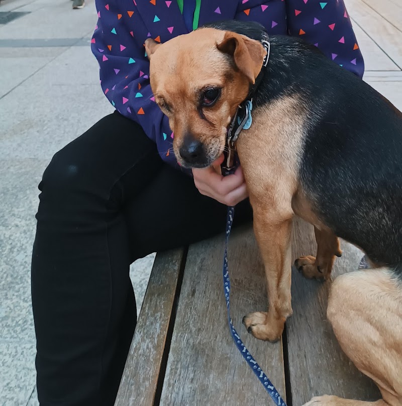 Clínica Veterinaria Nexo Cabot