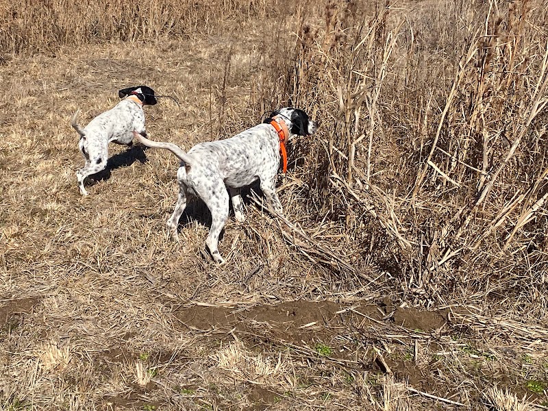 J&J Quail Farm LLC. - Photo 1