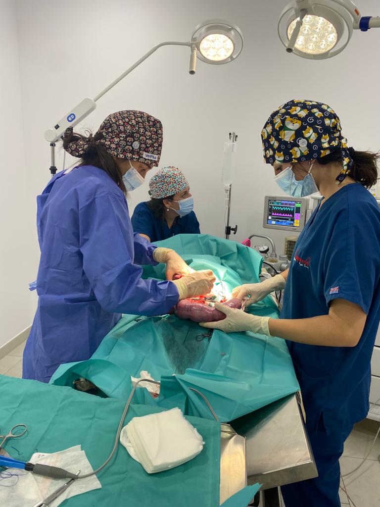 Clínica Veterinària Empordà Vergés Serra