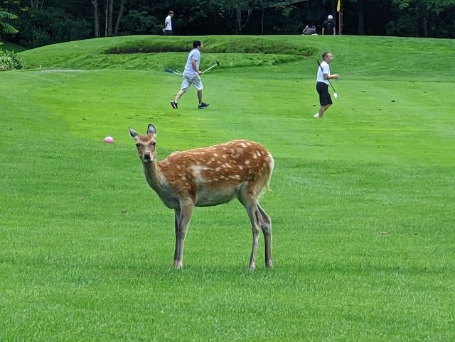 Chisan Country Club Zenibako - Photo 2