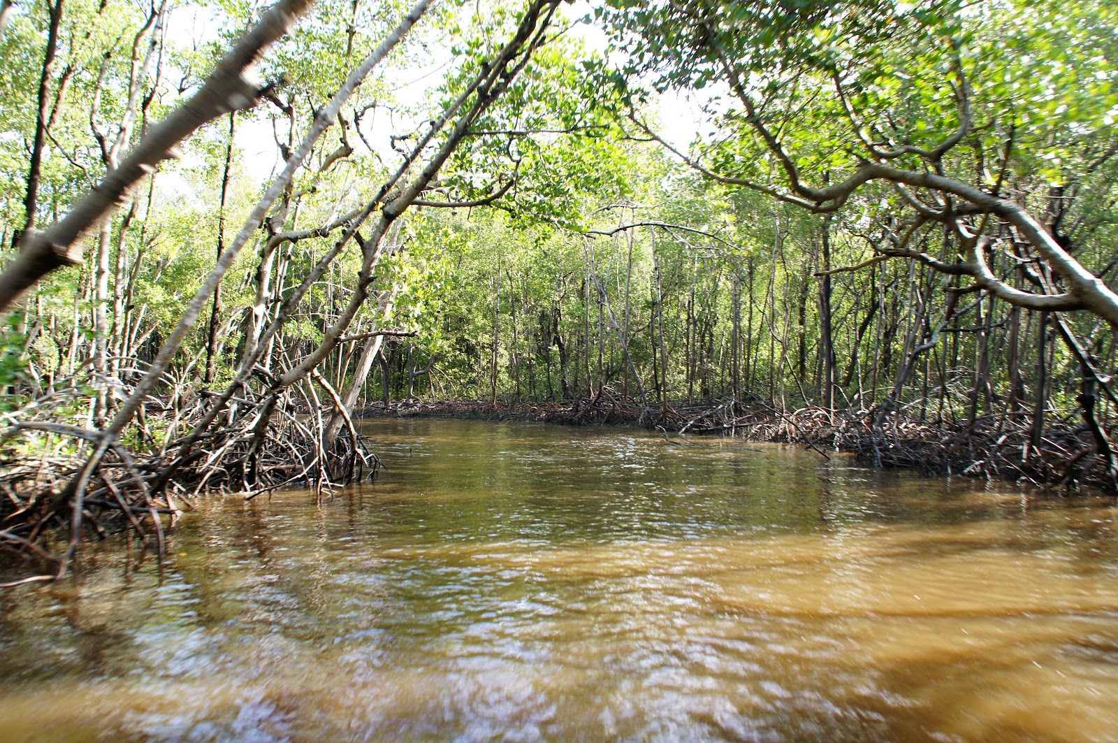 Speedy's Airboat Tours
