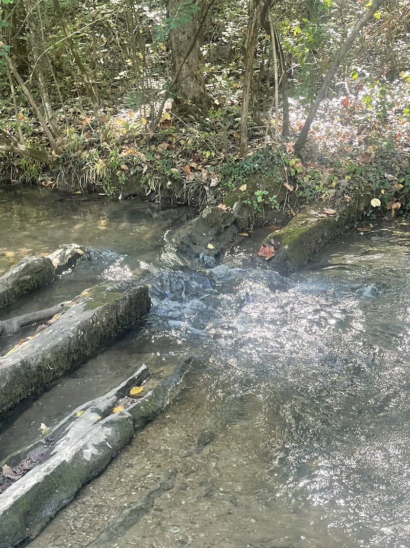 Maryville College Woods DGC photo 5