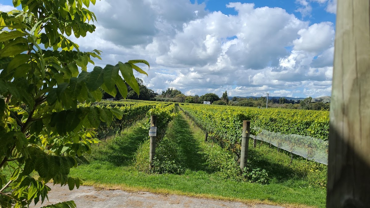 Margrain Vineyard