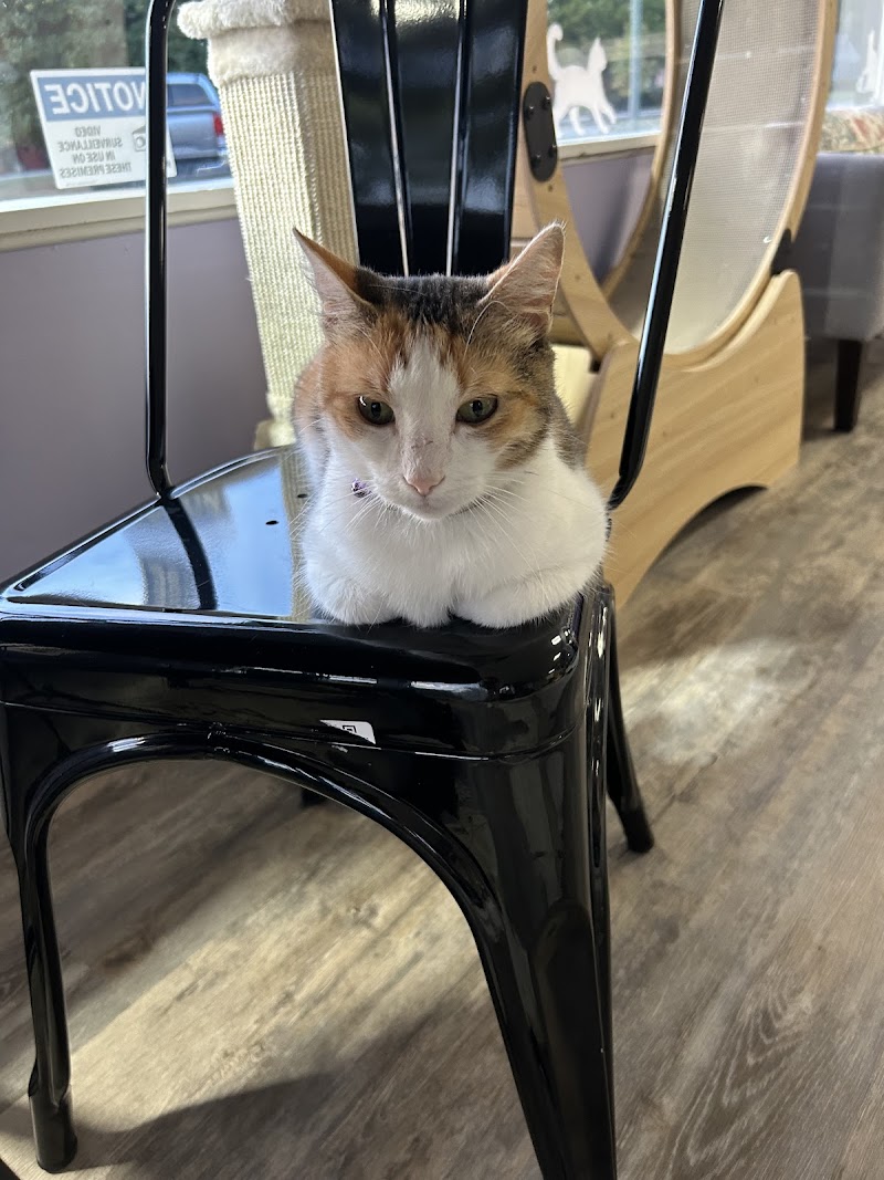 Paws Awhile Cat Cafe photo 3