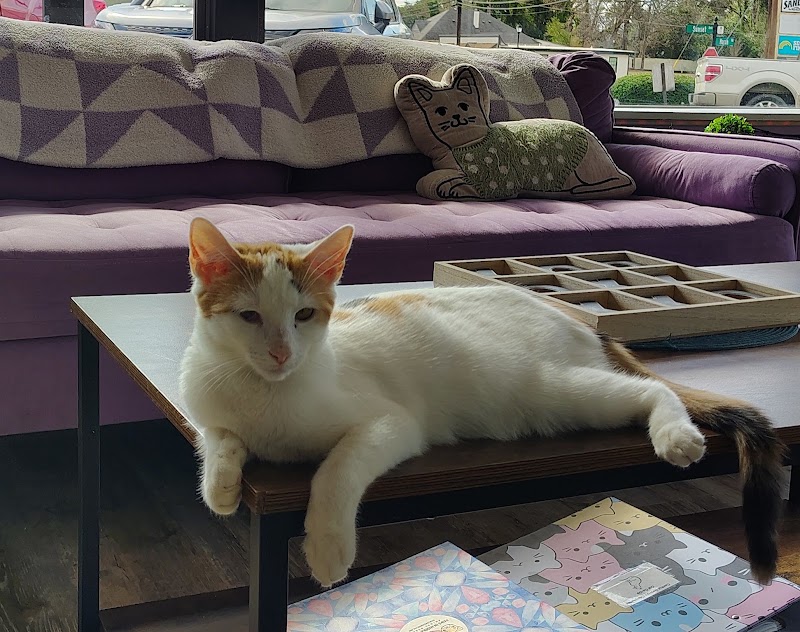 Paws Awhile Cat Cafe photo 3