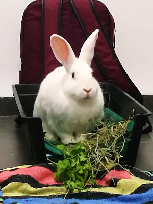 הוטרינרים - ד"ר רונן לב-רן