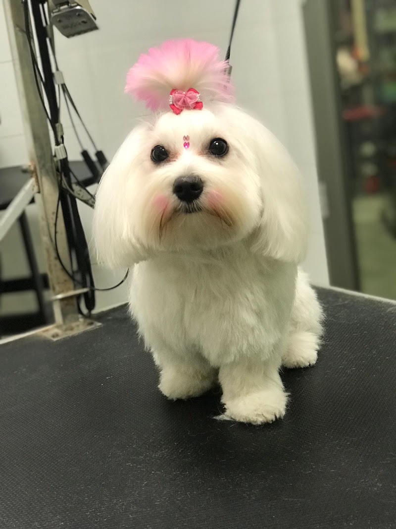 Centro Veterinario Provet