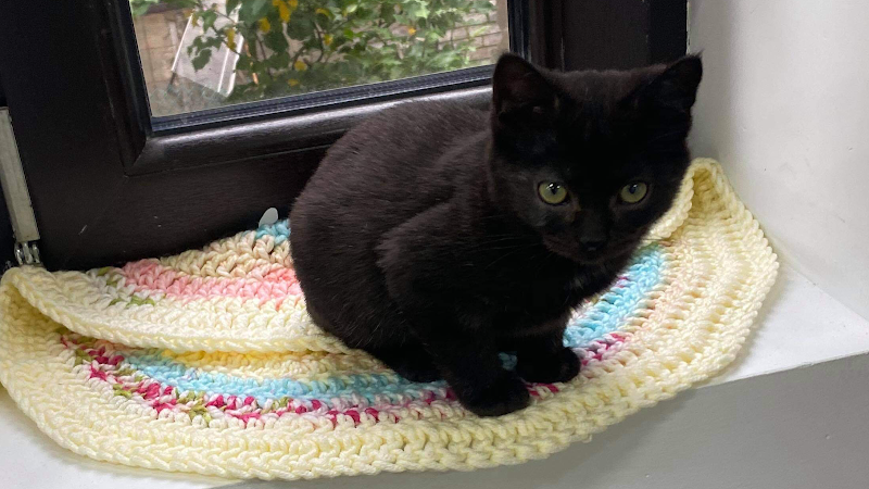 The Black Cat Market