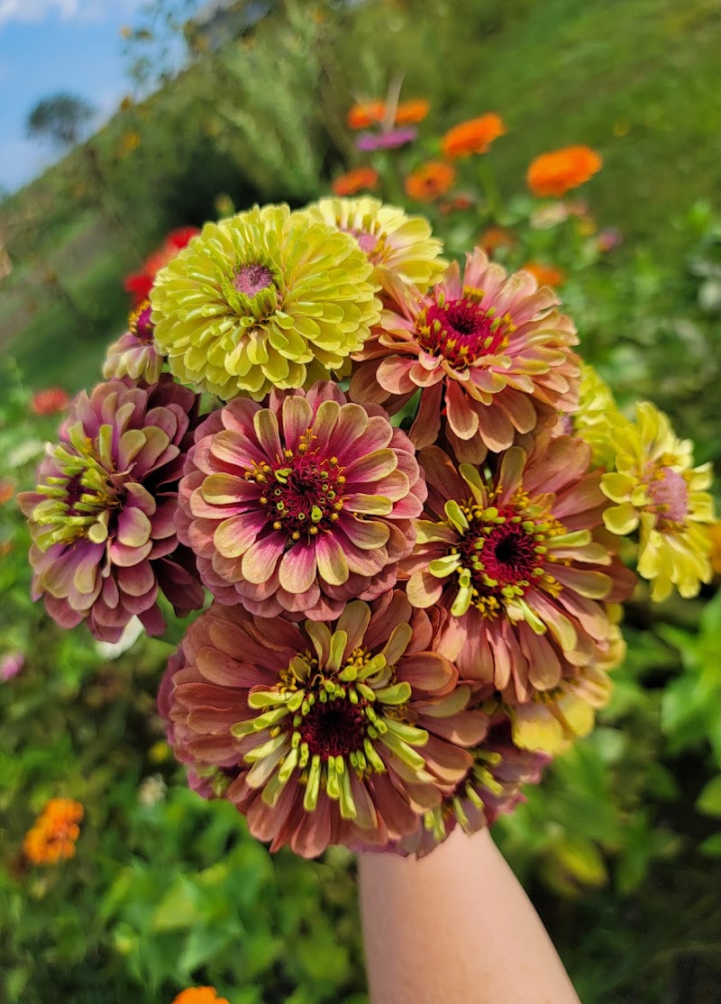 Shallow Pond Farms / Floured Grounds Coffee Shop photo 3