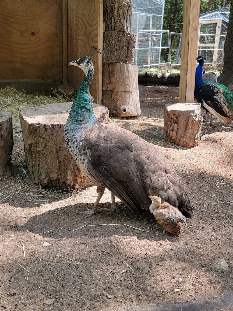 Animal Adventures Family Zoo & Rescue Center - Photo 5