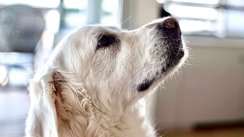 Clinica Veterinaria Santa Olalla