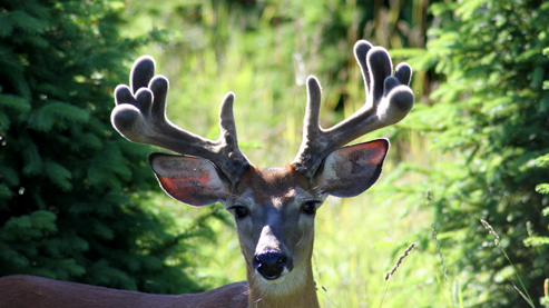 Hopkins Creek Whitetails Ranch