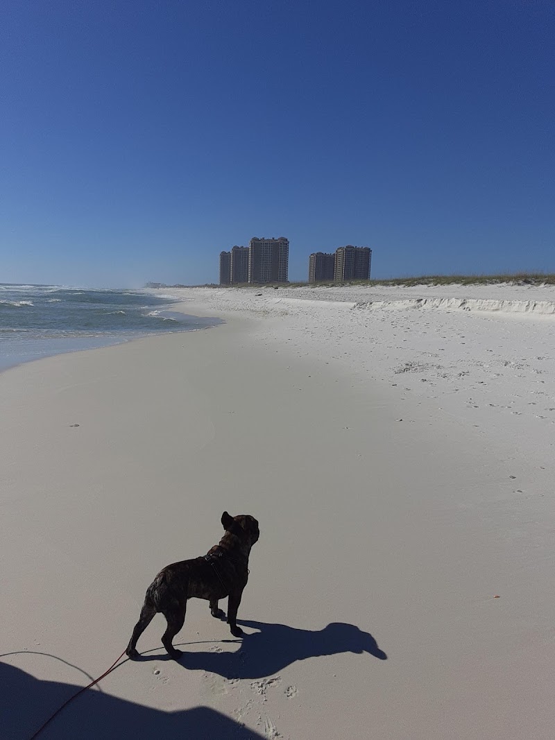 Pensacola Dog Beach in Destin