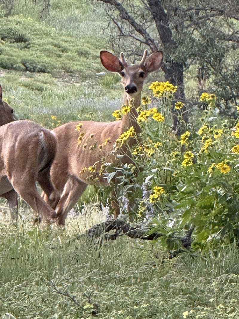 Hill Country Horns - Photo 1