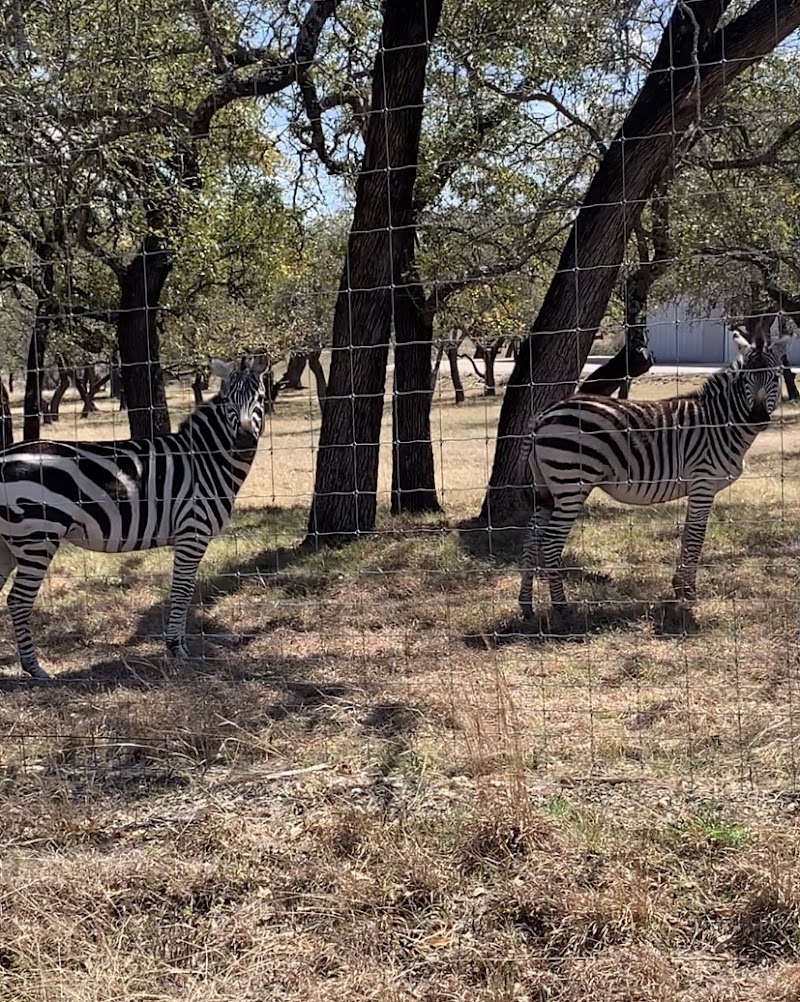 Hill Country Horns - Photo 3