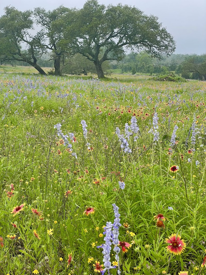 Hill Country Horns - Photo 4