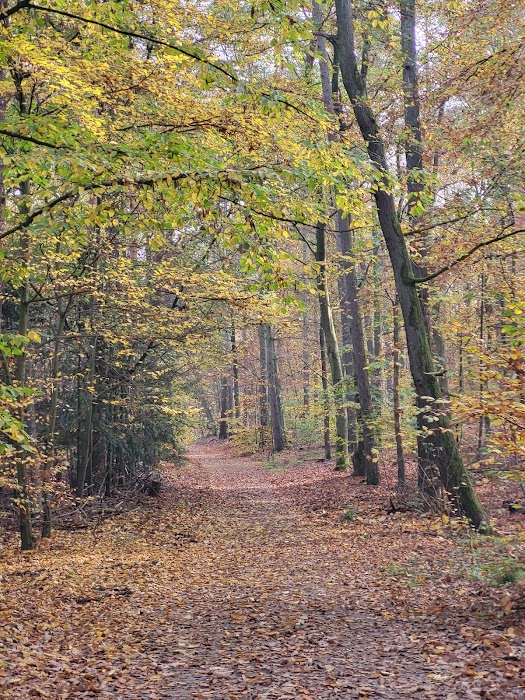 Grunewald fotoğraf 1