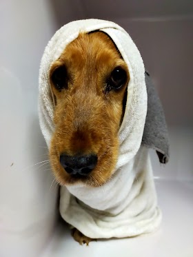 Clínica Veterinaria Molina